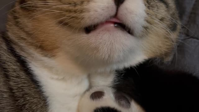A cat like a uncle
