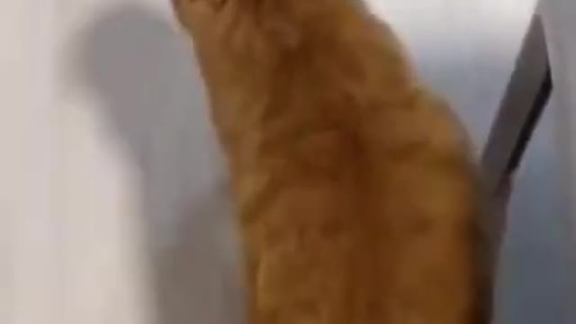 CATS will make you LAUGH YOUR HEAD OFF - Funny CAT compilation