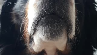 The Bernese Mountain Dog does ☹️ impression