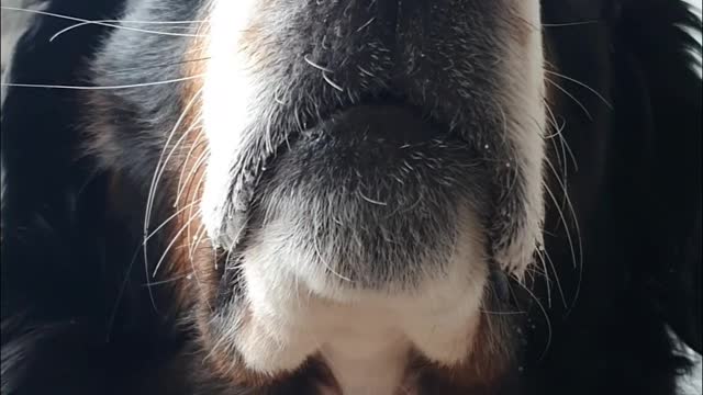 The Bernese Mountain Dog does ☹️ impression