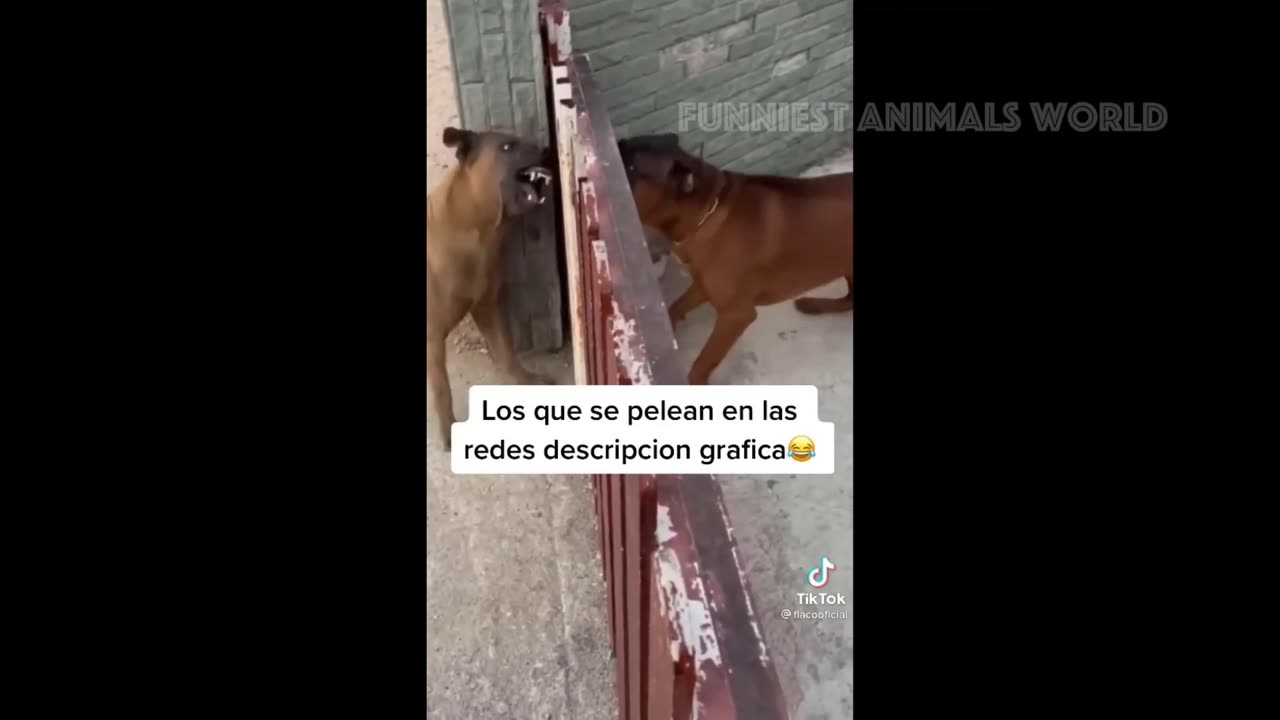 New Funny Animals 😹 Funniest Dog 🐶 And 😺