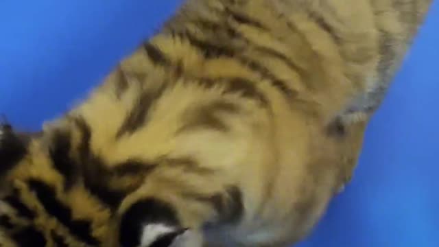 A tiger cub about to grow up