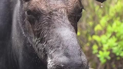 Bull Moose Eating Plants 2025