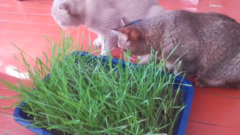 Cats eat grass very tasty