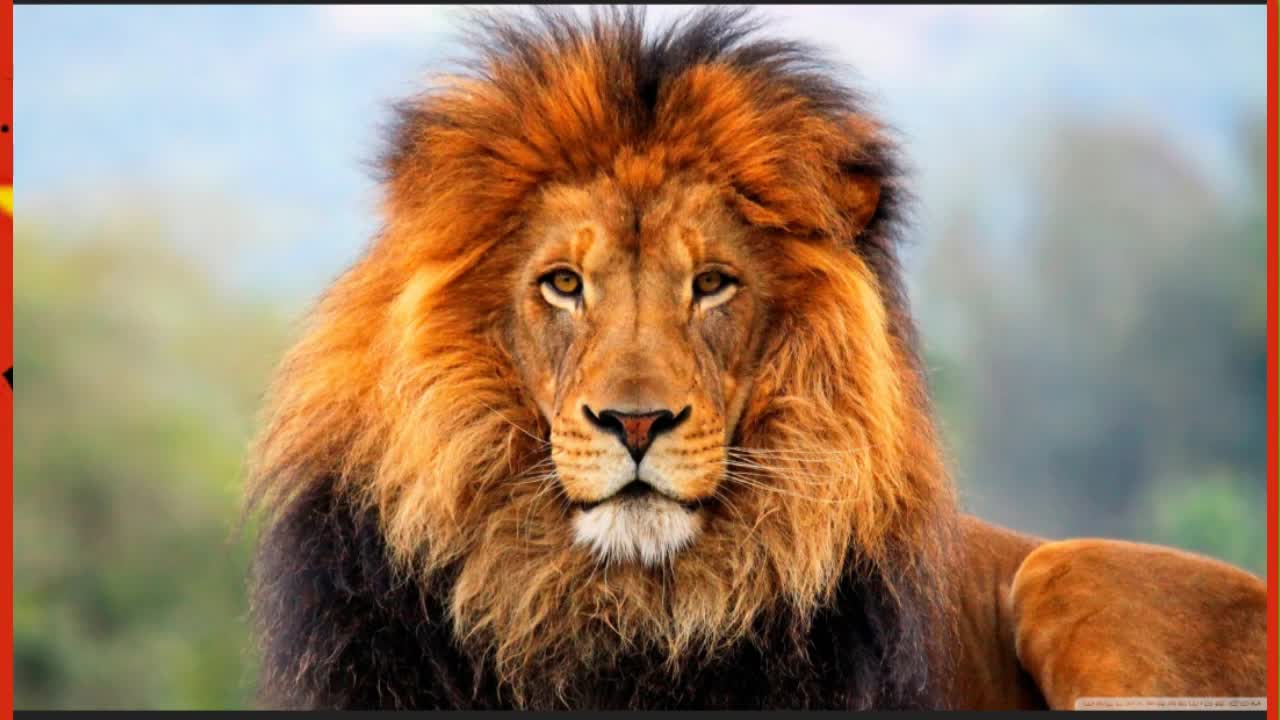 STAND WITH THE LIONS!! Or be slaughtered with the sheep.