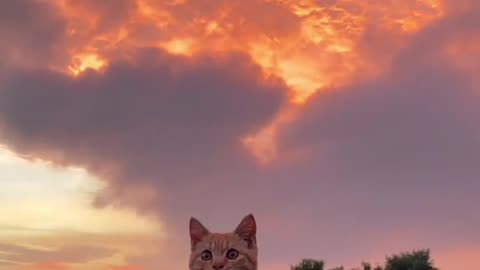 I like the sunset, I like kittens, I like you.