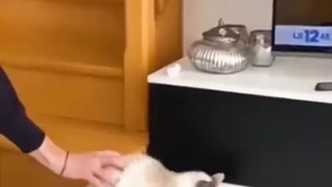cute and funny animals doing
