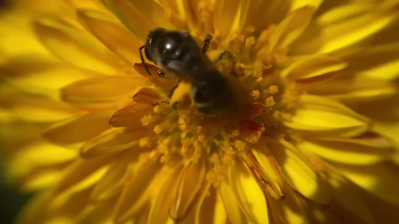 How bees collect nectar to make honey (A close-up video film )