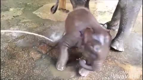 Funny baby elephant having a bath