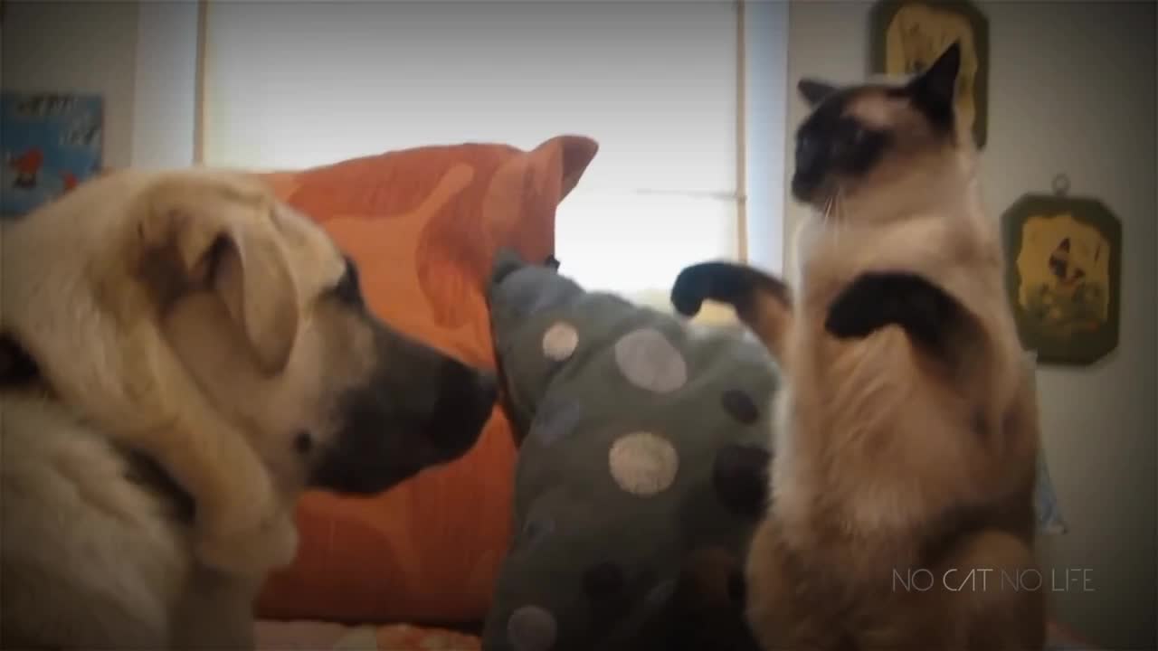 cat vs dog fight funny video clip's. try not to laugh pets animals funny videos clips.