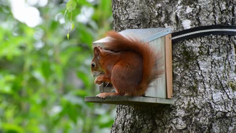 squirrel has its own house