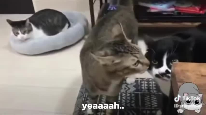 Cats talking !! these cats can speak english better than hooman