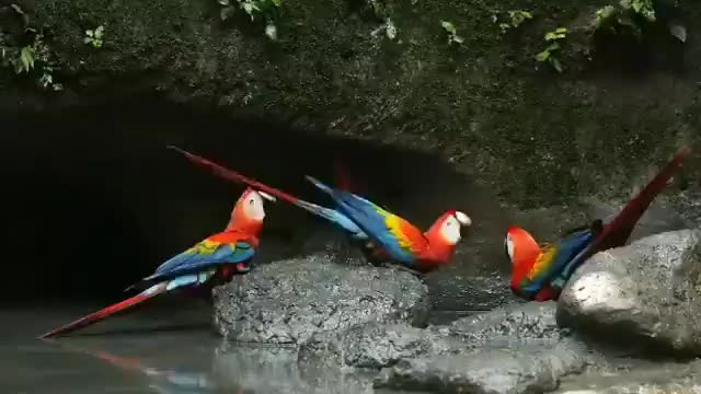 Beautiful birds