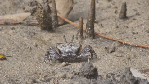 Mud Crab in tidal marine coastal ecosystem environment