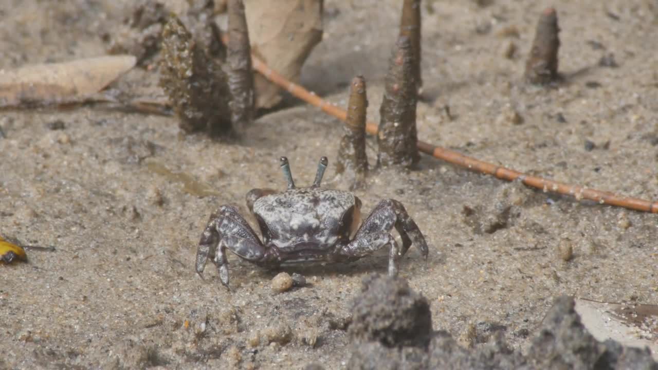 Mud Crab in tidal marine coastal ecosystem environment