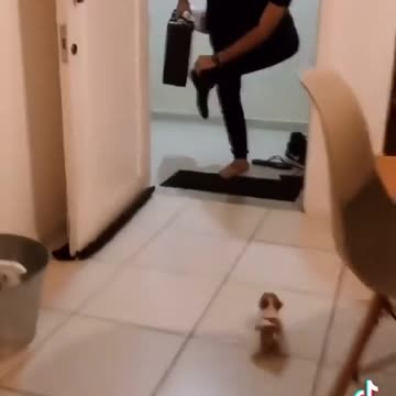 Dad come from office and little puppy welcome 🤗 🐕