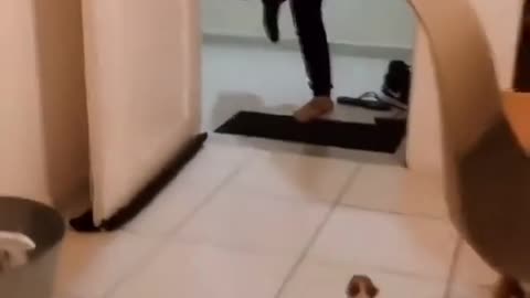 Dad come from office and little puppy welcome 🤗 🐕