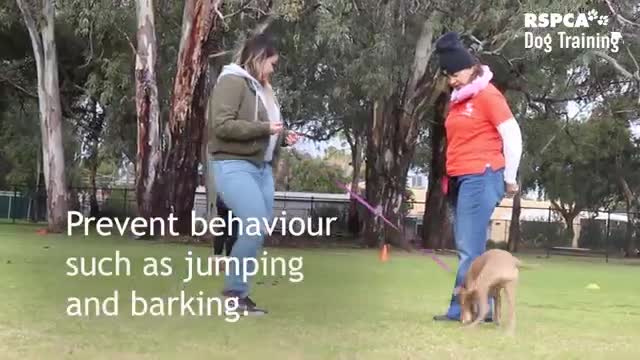 Dog training