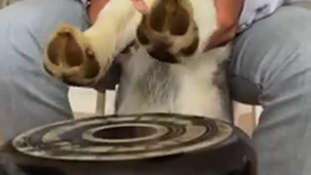 Teaching my dog to play drum 🥁 😂