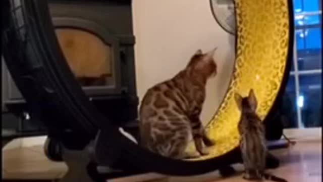 Cats can definitely be a hand full