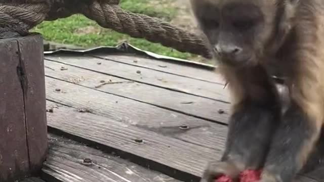 Little monkey eats delicious red dates