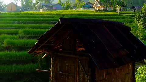 the view of the rice fields is very soothing