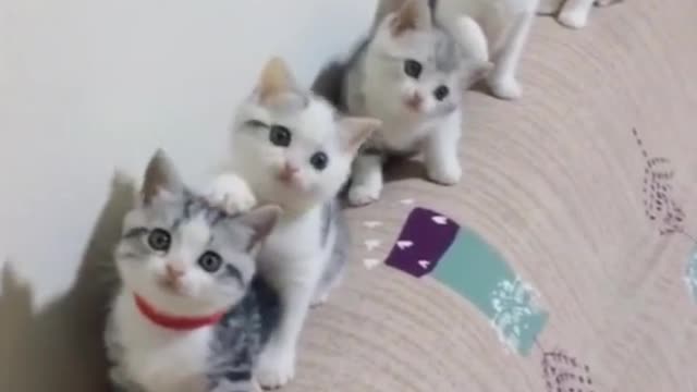 Cutest baby animals Videos Compilation Cute moment of the Animals episode : 2