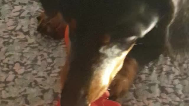 Dachshund try to protect his toys