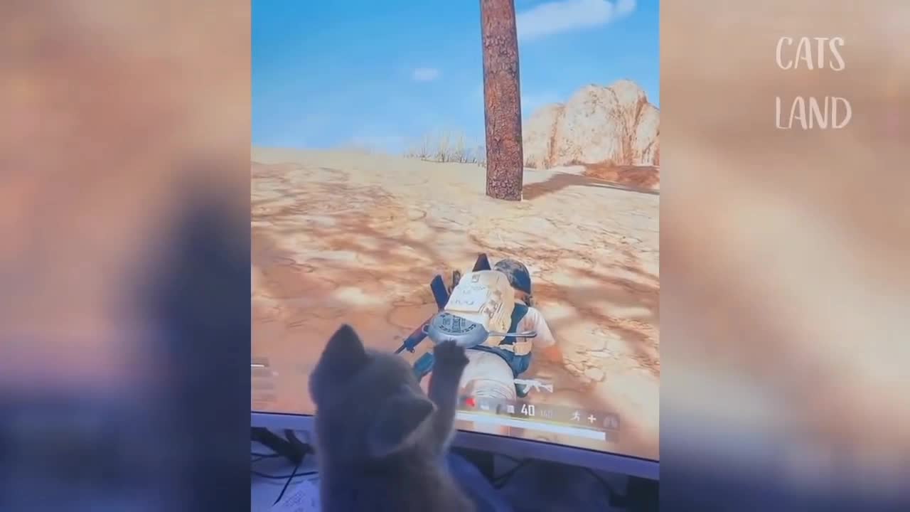 Cute -moments -cat - playing - PubG 🐈🐈😺