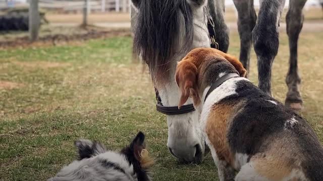 This dog Can't Stop Smiling When He's Riding His Favorite Horse