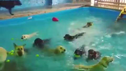 Great dogs enjoying diving and swimming in the pool