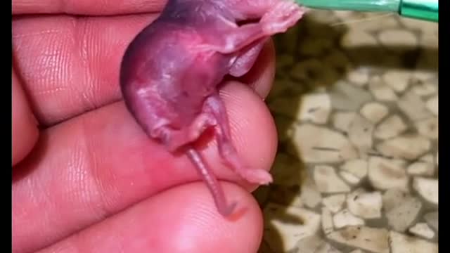 This poor baby mouse was likely just days old, poor thing