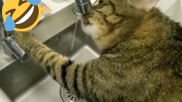 CAT drawing Tap water