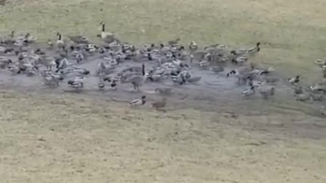 Amanda Grace Talks..The Duck and Goose convention at Noahs Ark Animal relief Fund_Fishkill Chapter