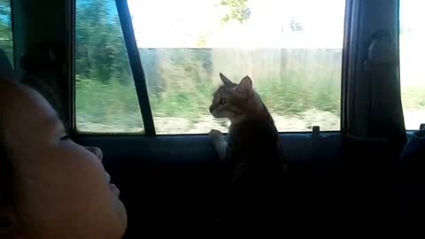 A cat rides in a car