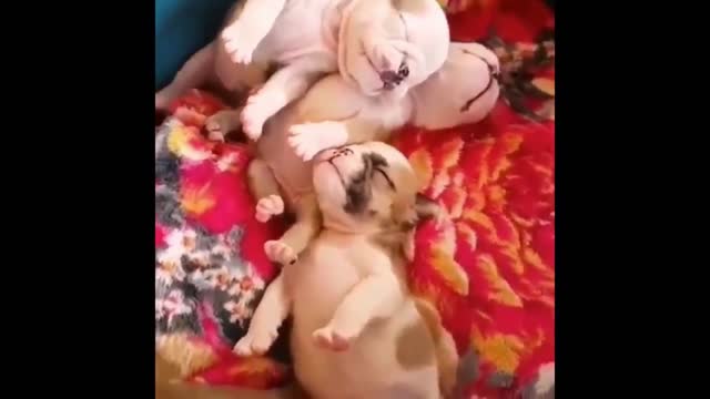 puppies sleep