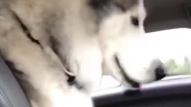 Hilarious Talking Husky ah ah ah