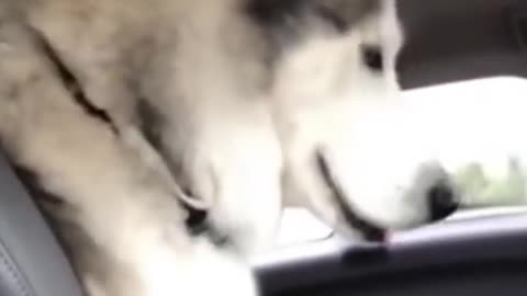 Hilarious Talking Husky ah ah ah