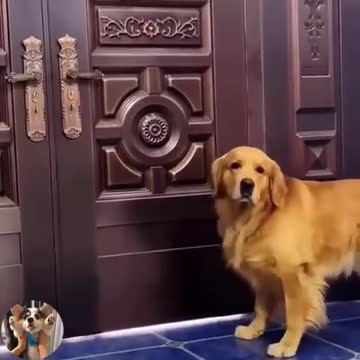 A Golden only loves grandma 3