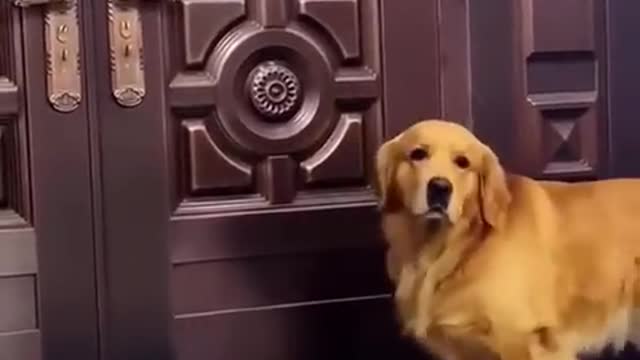 A Golden only loves grandma 3