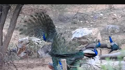 Peacock World video