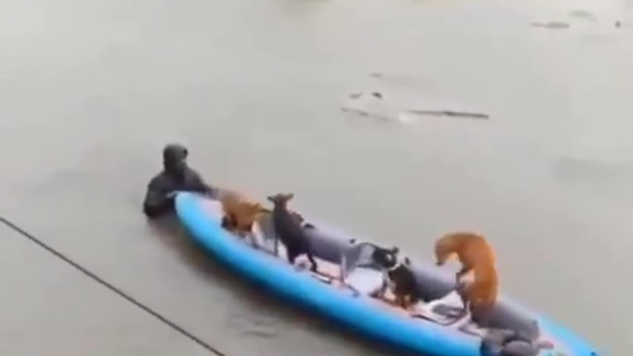 Dogs getting rescued from the hurricane flooded areas