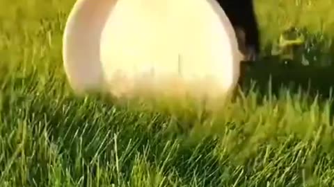 Cute Funny Dogs videos to Brighten Up your Day 😂 🥰 #shorts