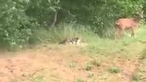 Felino caça servo