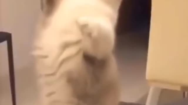 Funny cat videos 😆🤣 || cute cat videos