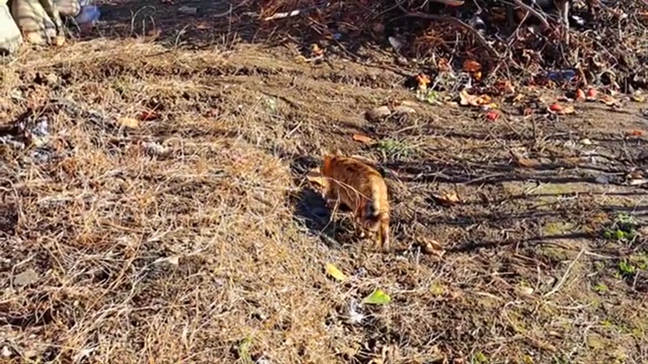 A naughty kitten teases a colorful cat 😂