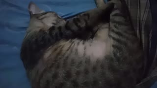 Cat is sleeping