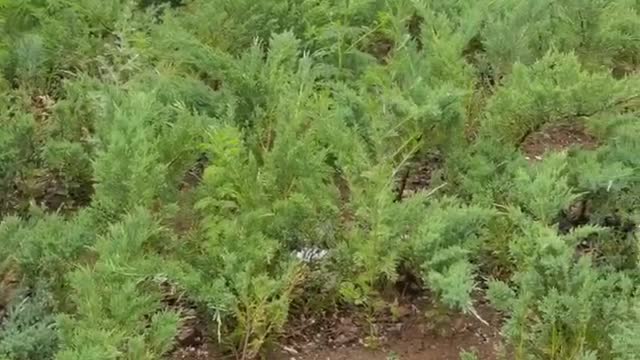 The bushes in the park are dense and straight, fluttering with the wind