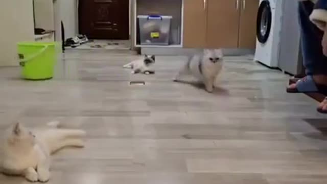 Try to not laugh 😂 Cats from other planet