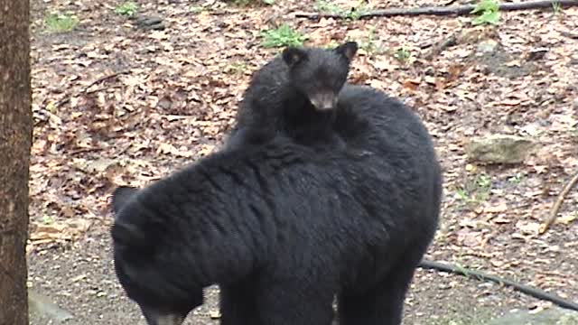 Black Bear Cub Rides On His Mom's Back In The Rain